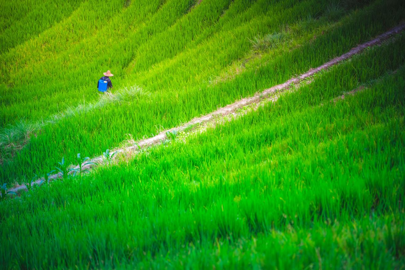 Rice Weed Control
