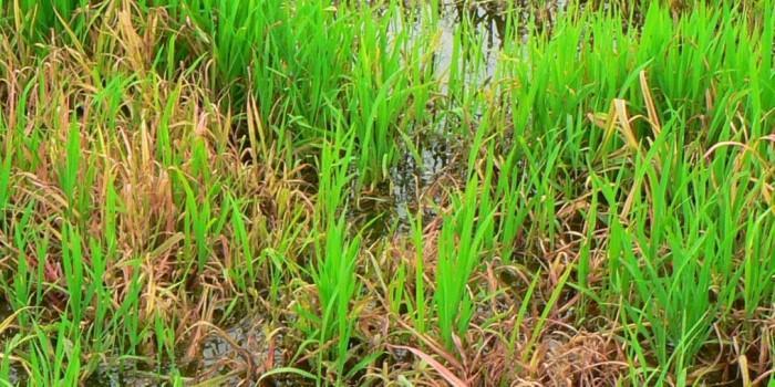 Herbicide Application