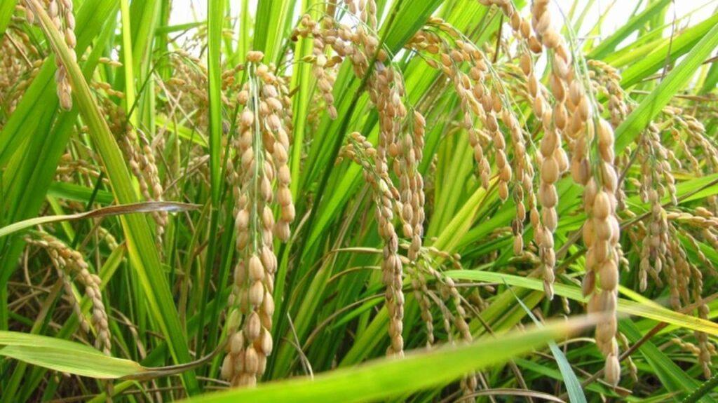 Rice Crop Health