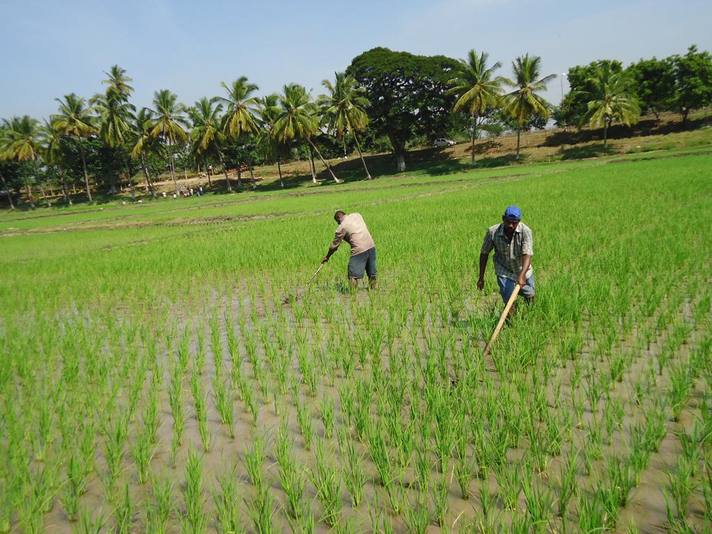 Mechanical Weeding
