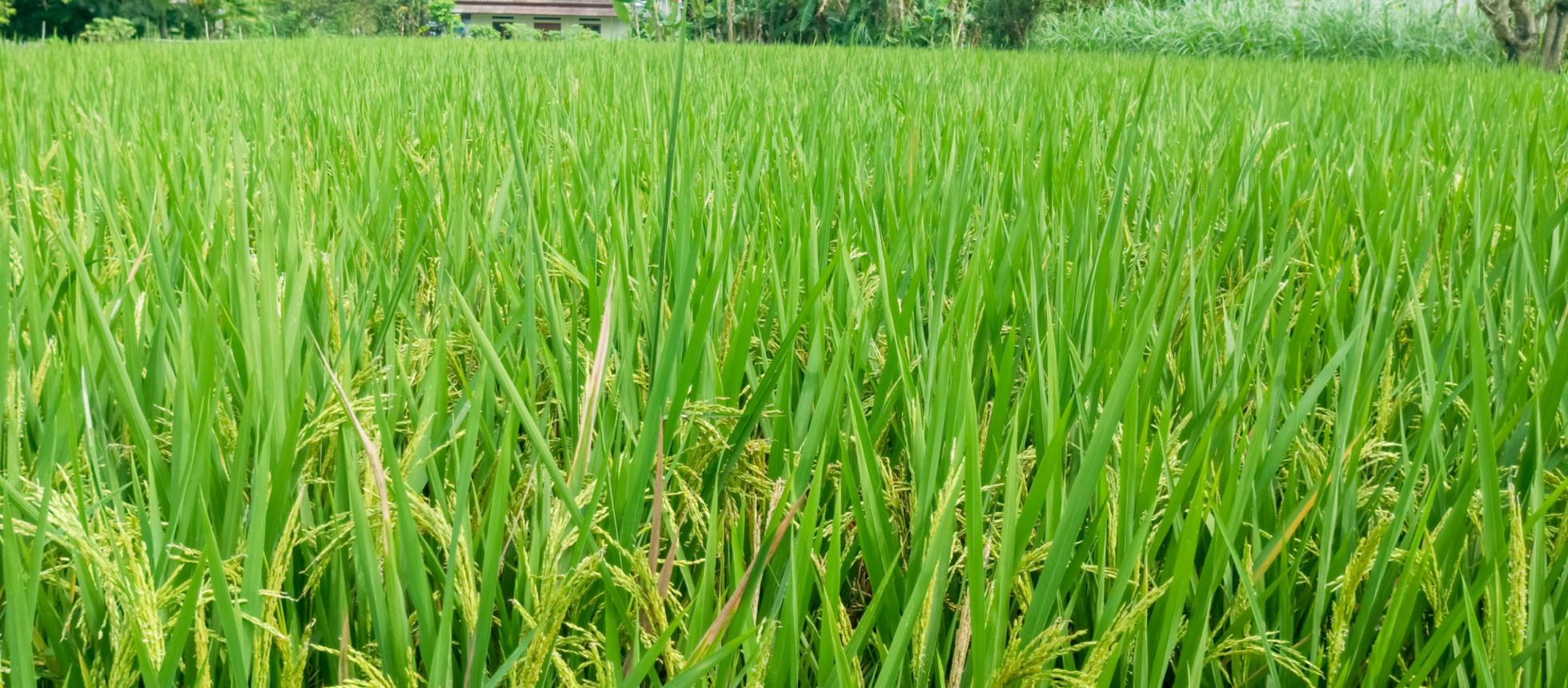 Rice Farming