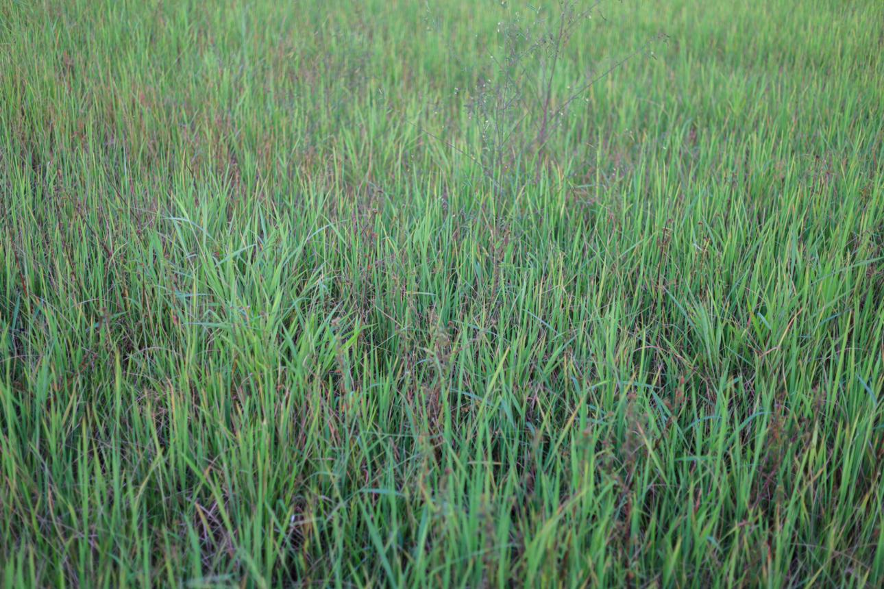 Weed Management
