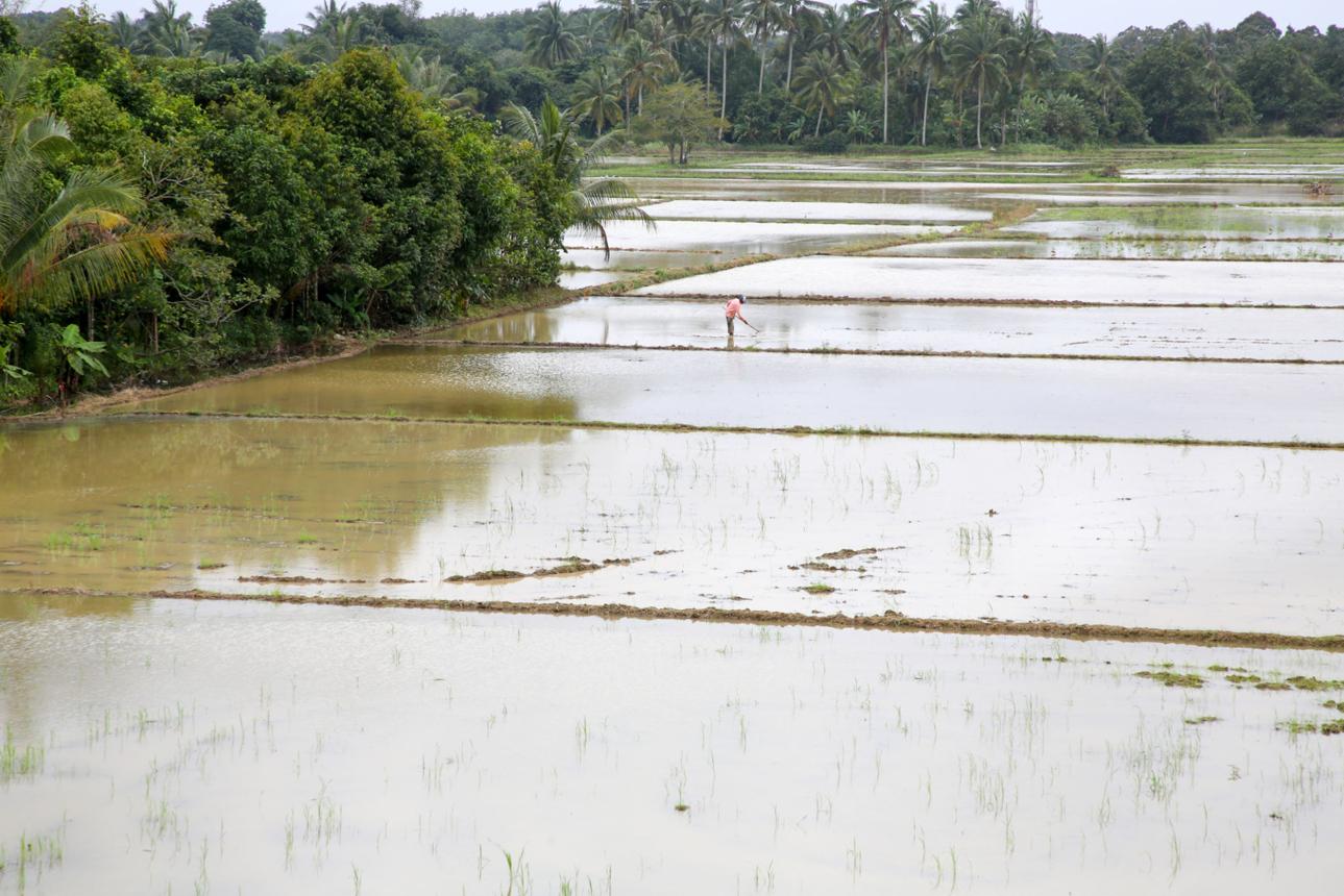 Paddy Water Control