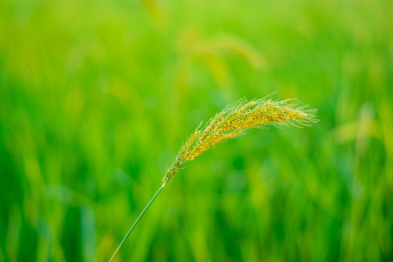 Grassy Weeds