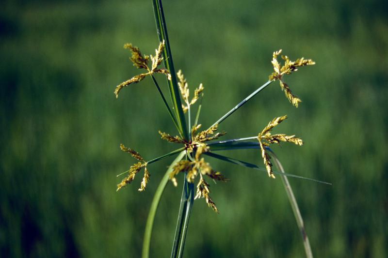Sedges