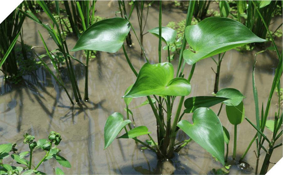 Broadleaf Weeds
